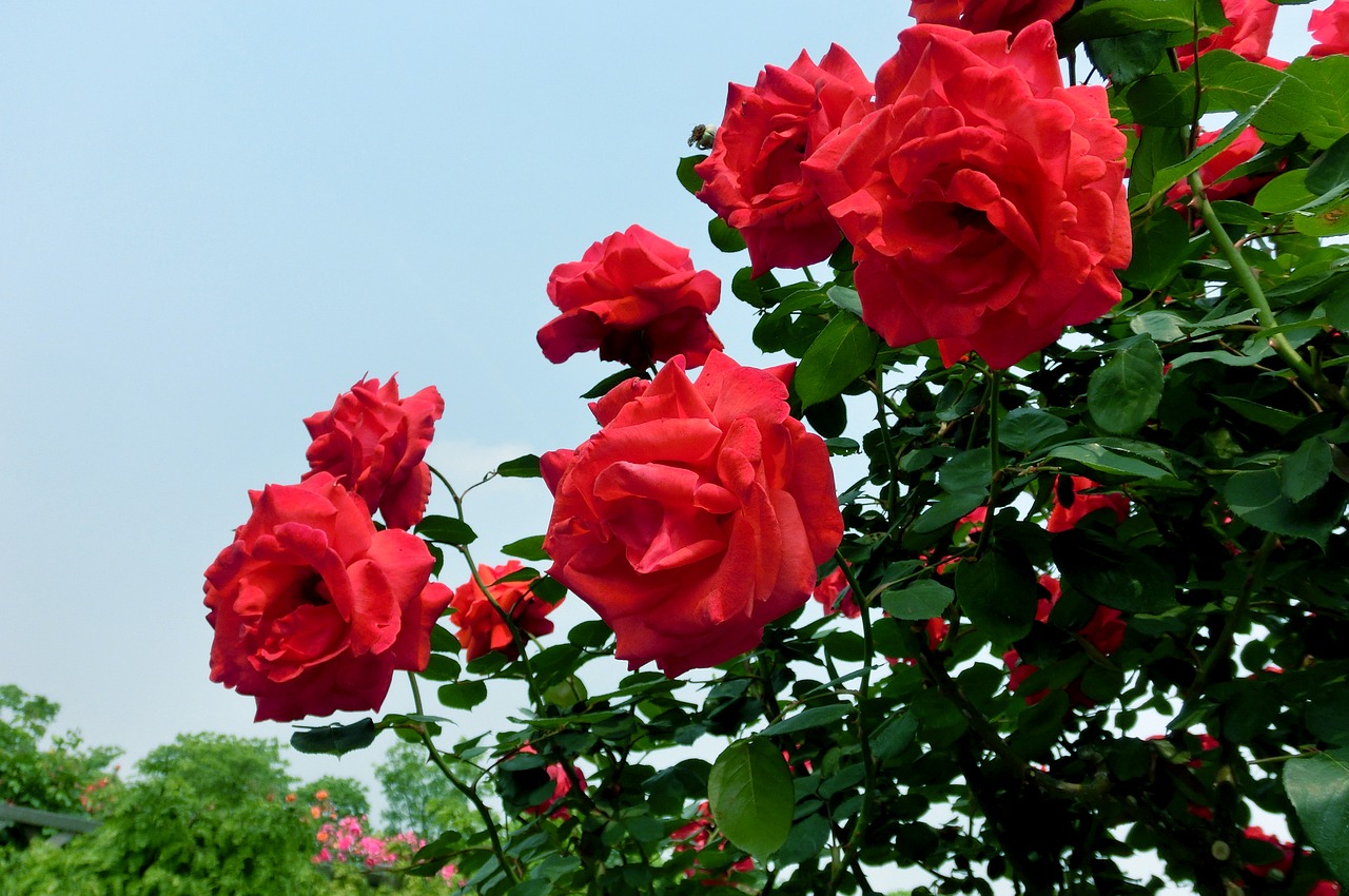 china rose  rose  flowering free photo