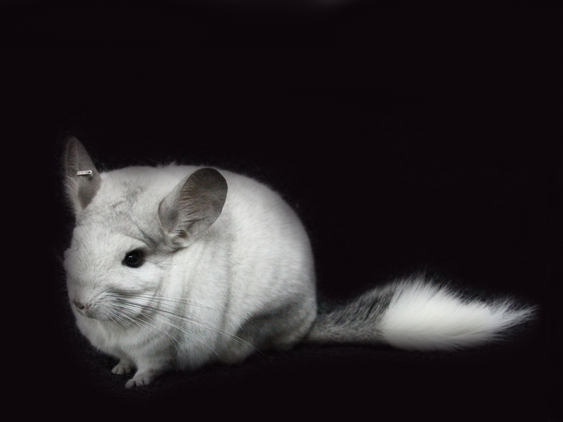 chinchilla chinchilla free pictures free photo