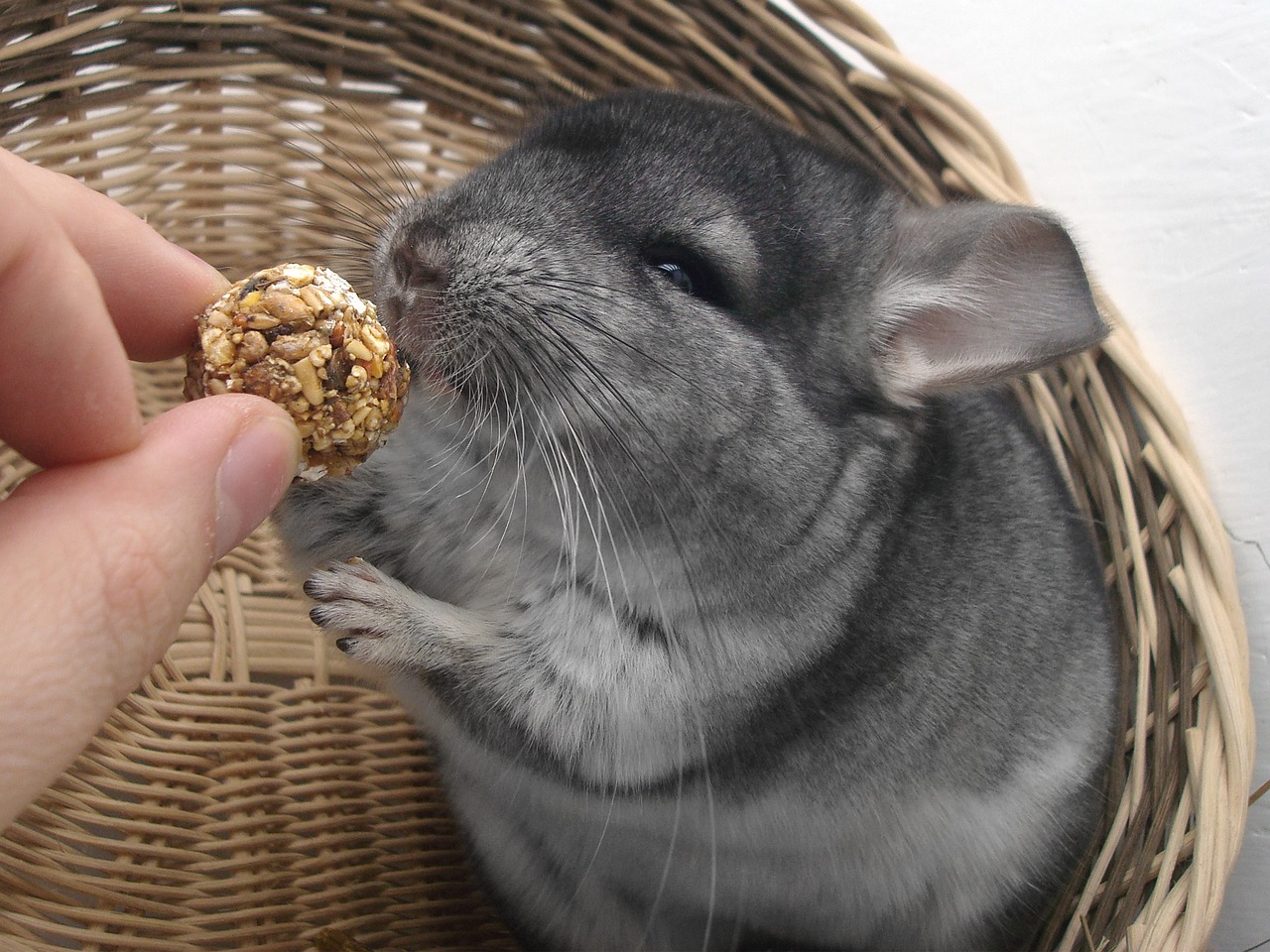 chinchilla rodent pet free photo