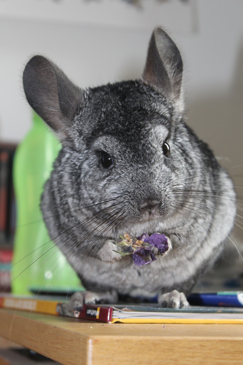 chinchilla grey standing free photo