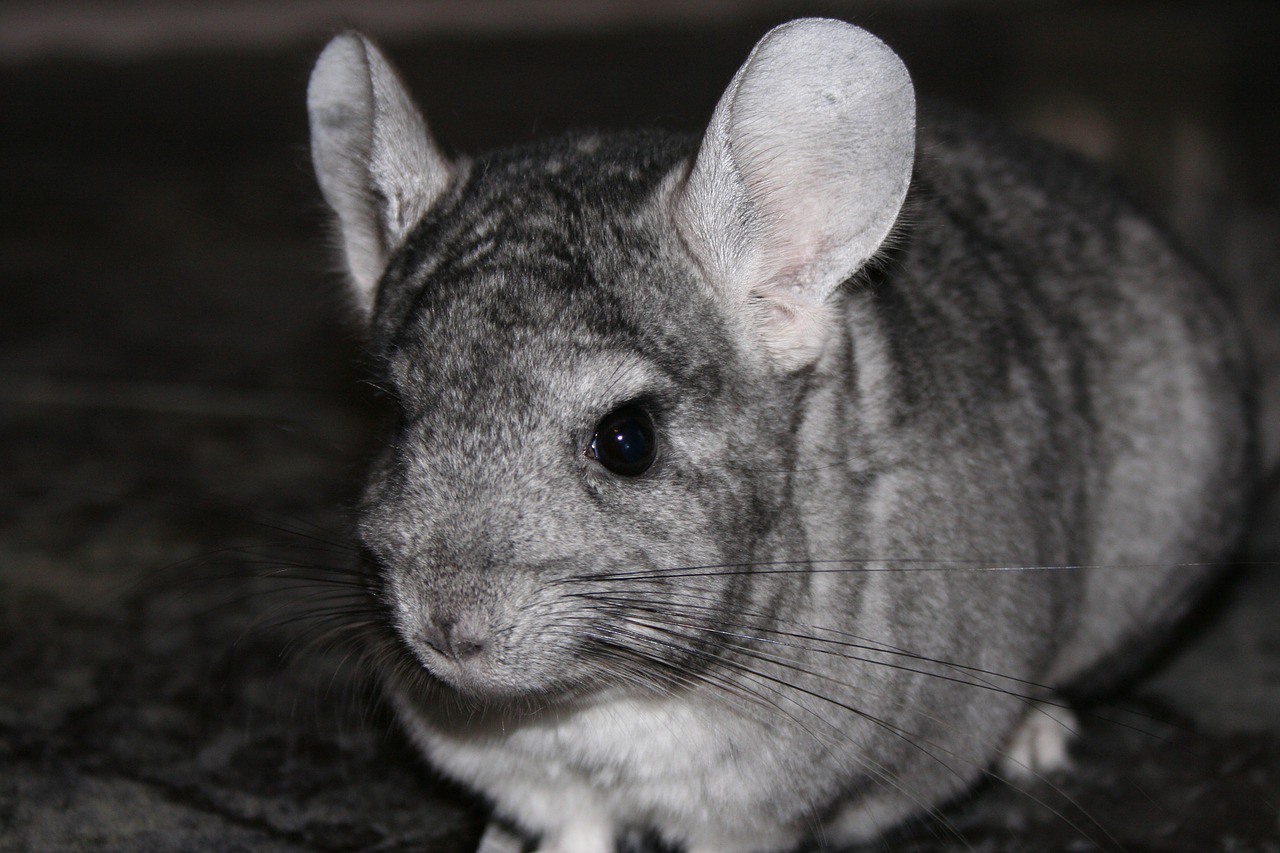 chinchilla pet rodent free photo