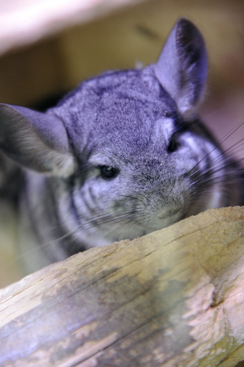 chinchillas animal pet free photo