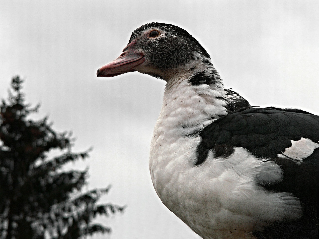 chinese duck bird free photo