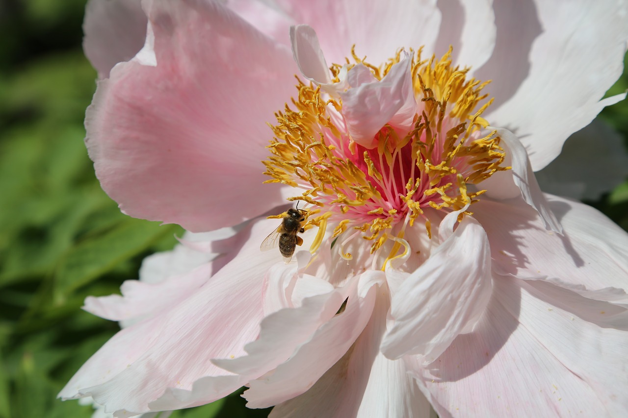 chinese dendritic peony free photo