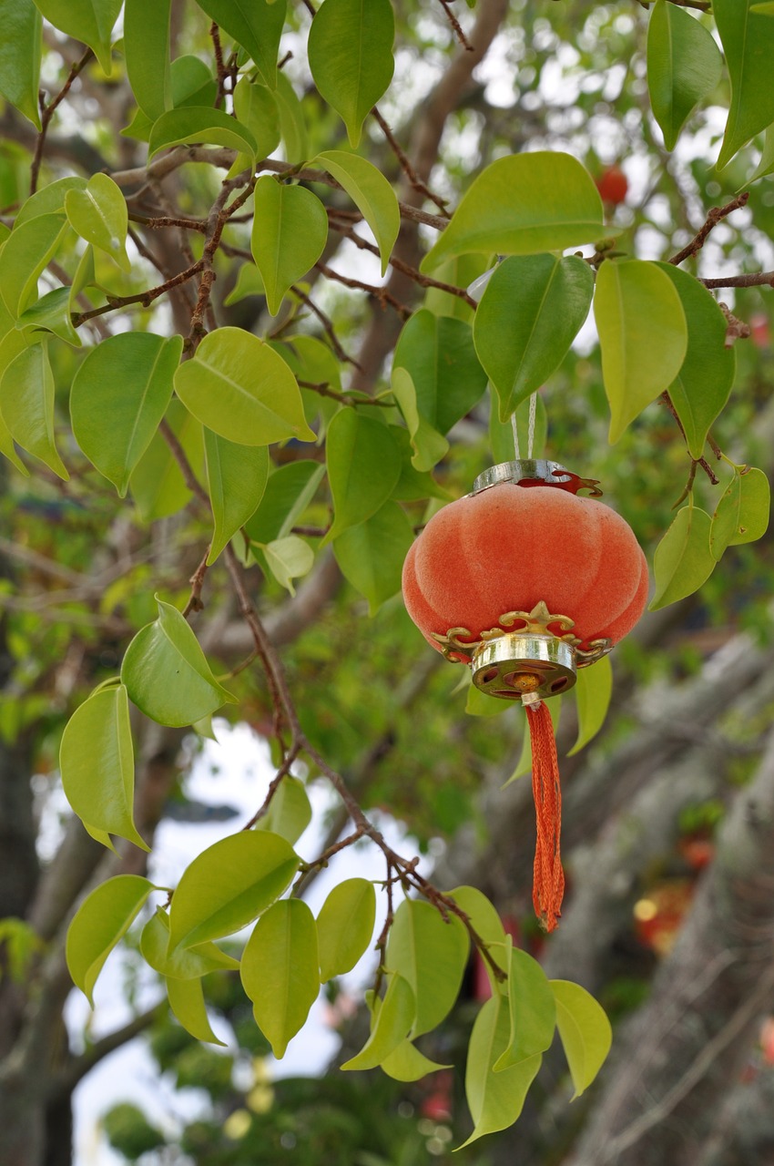 chinese lamp culture free photo