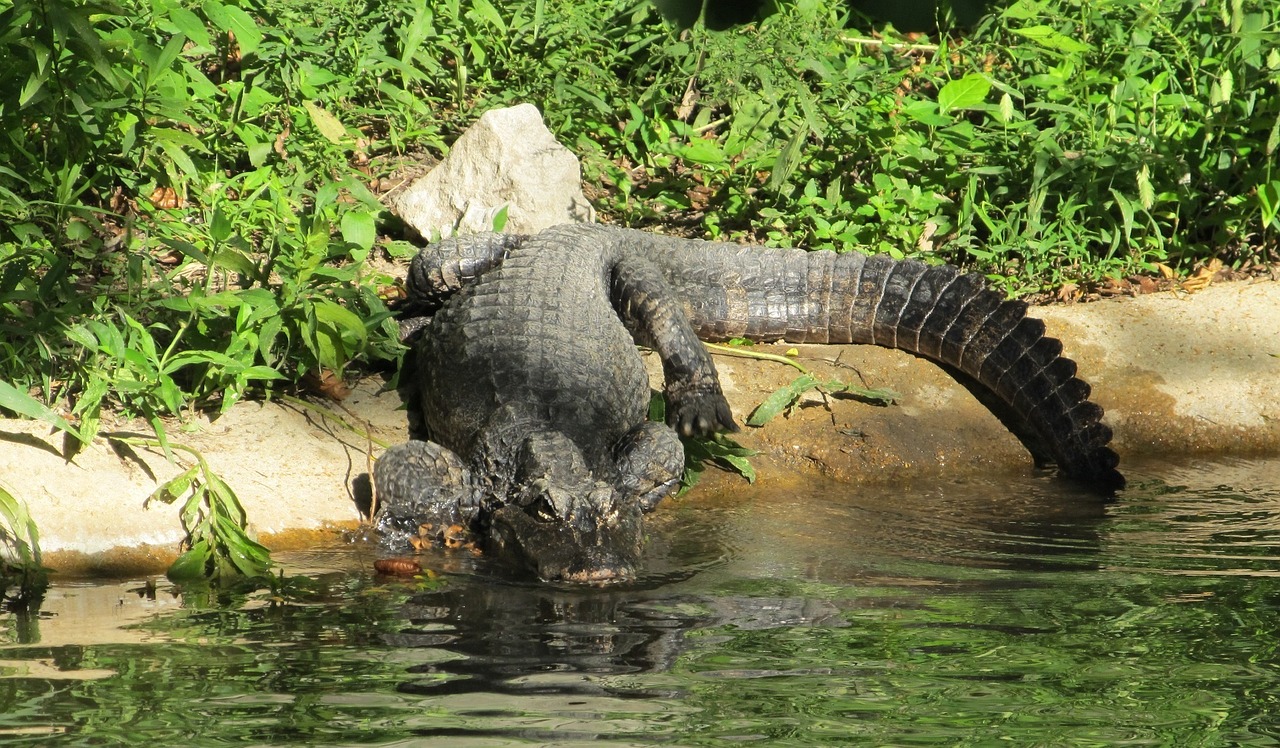 chinese alligator looking wildlife free photo