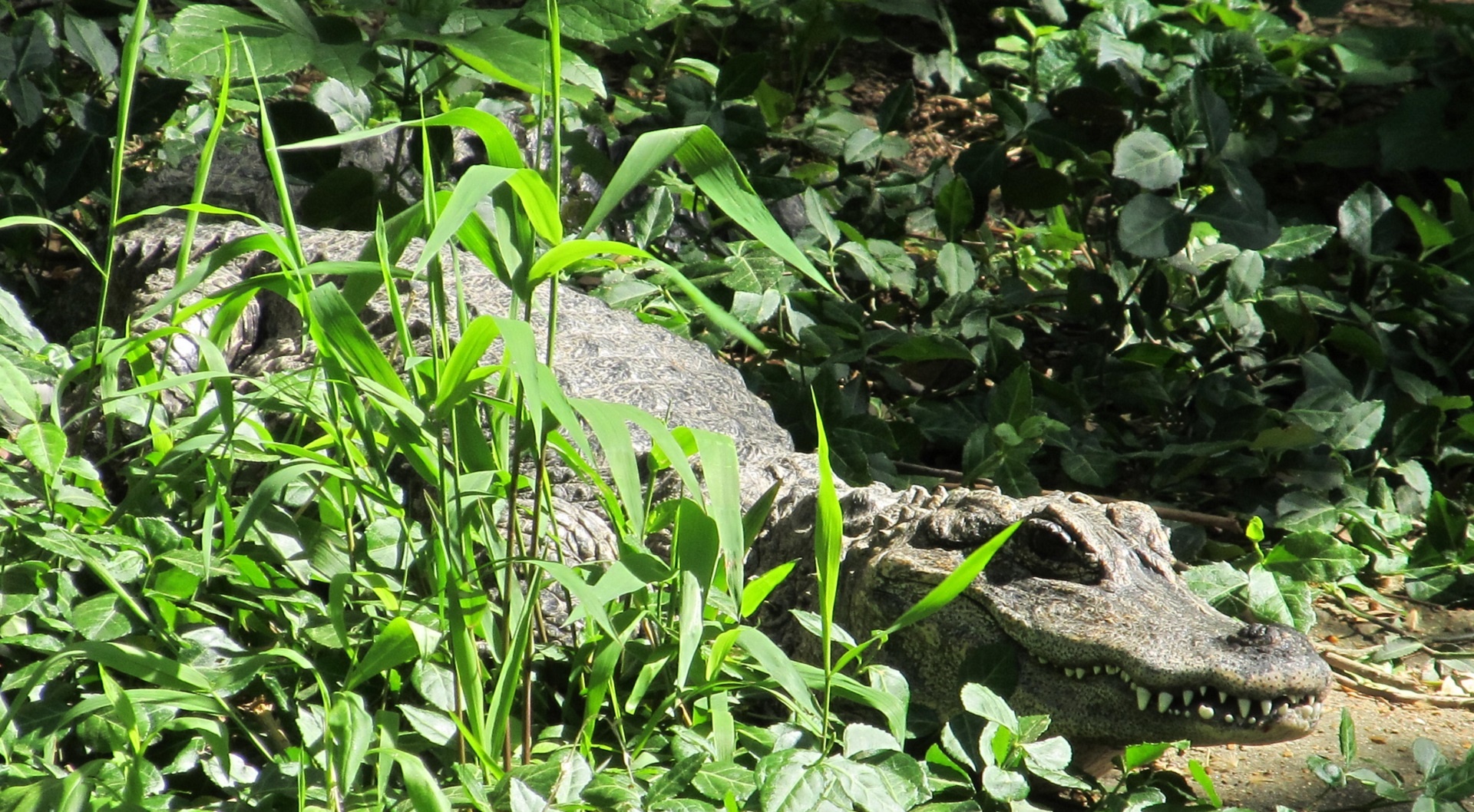 Download free photo of Alligator,chinese,reptile,tall grass,teeth ...