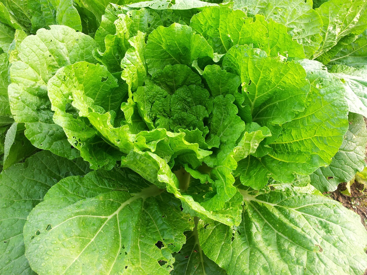 chinese cabbage plants green free photo