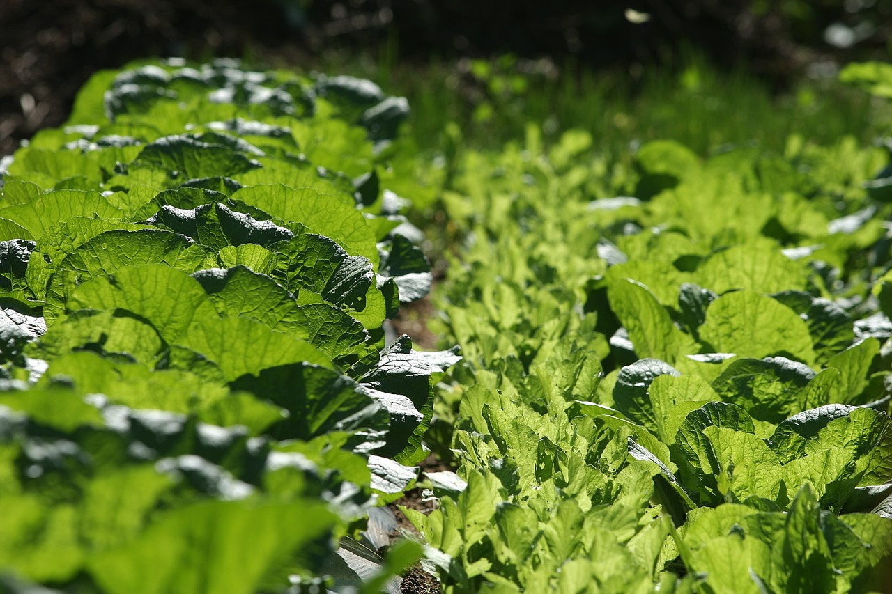 chinese cabbage light vegetables free photo