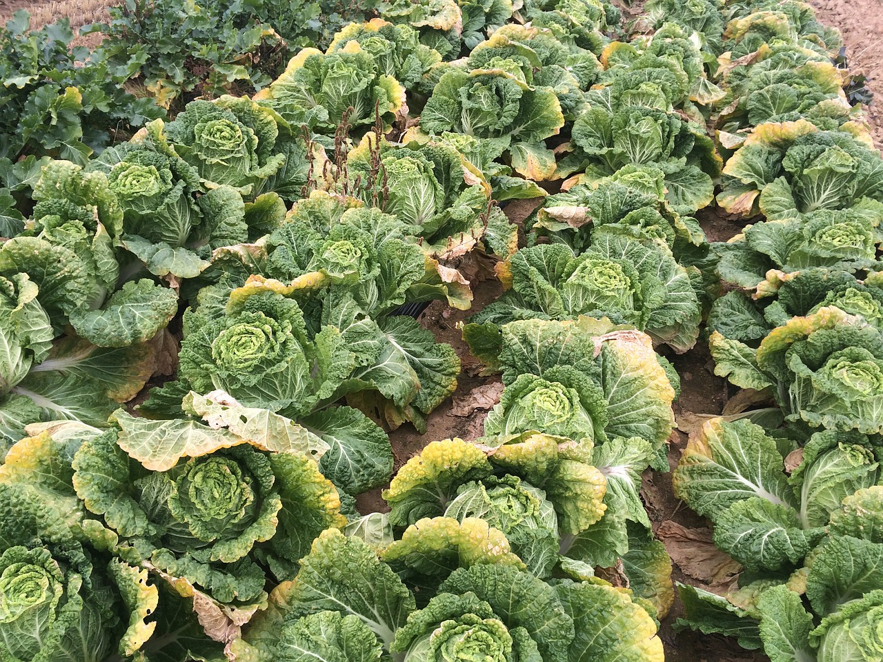 chinese cabbage green vegetables free photo