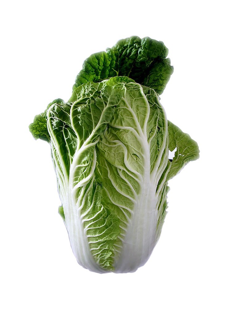chinese cabbage salad leaf lettuce free photo