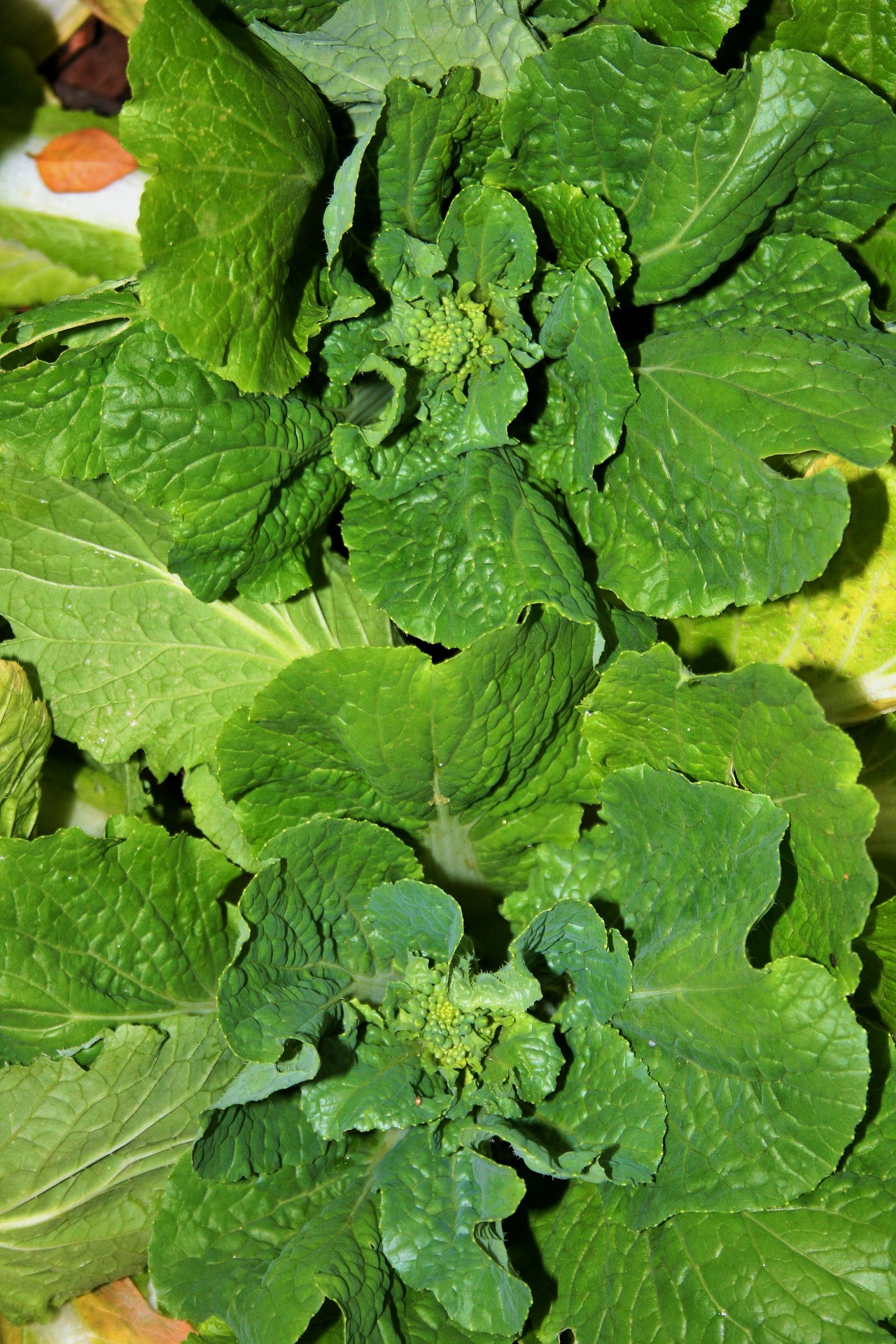 leaves green veg free photo