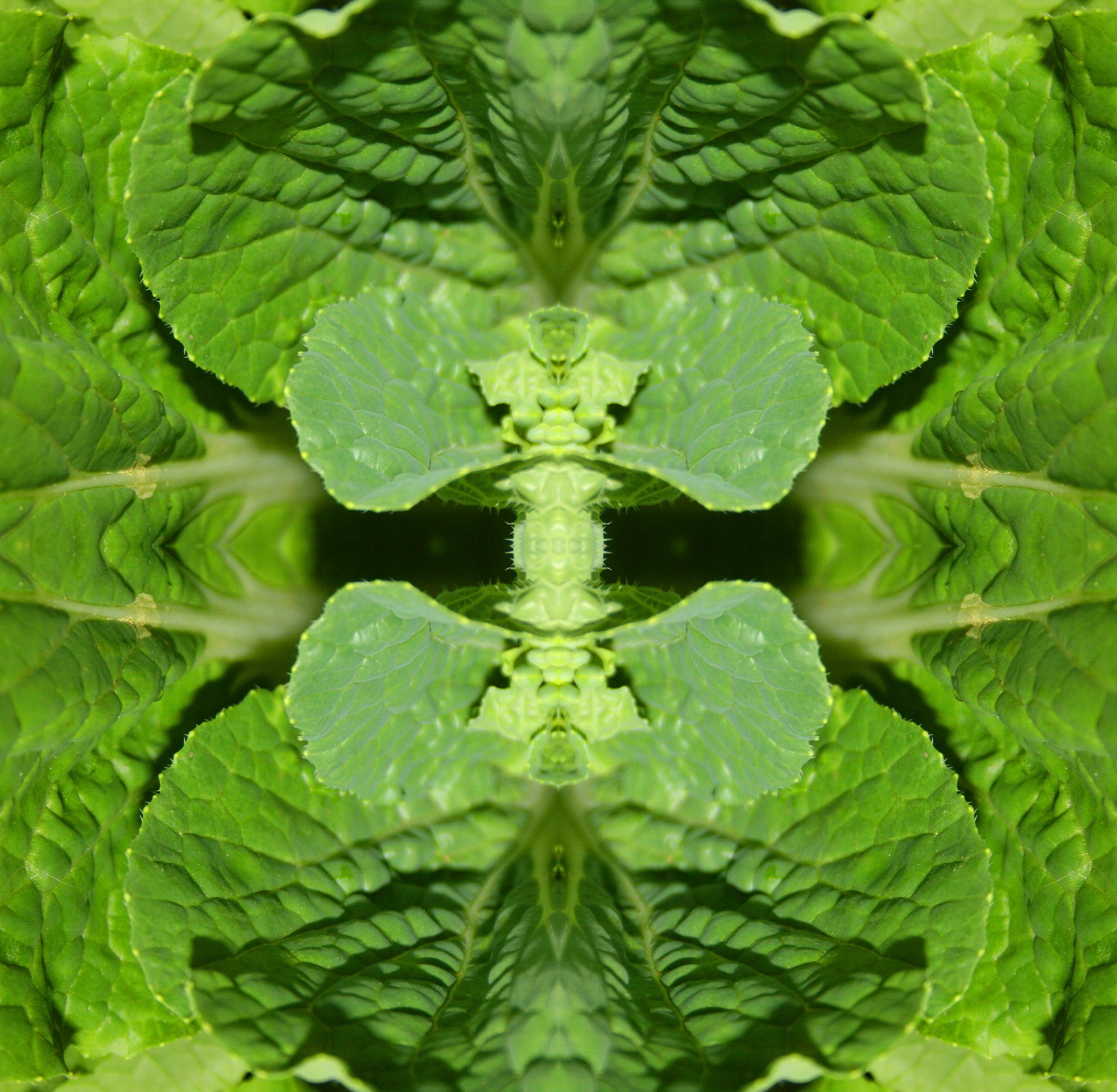 leaves green veg free photo