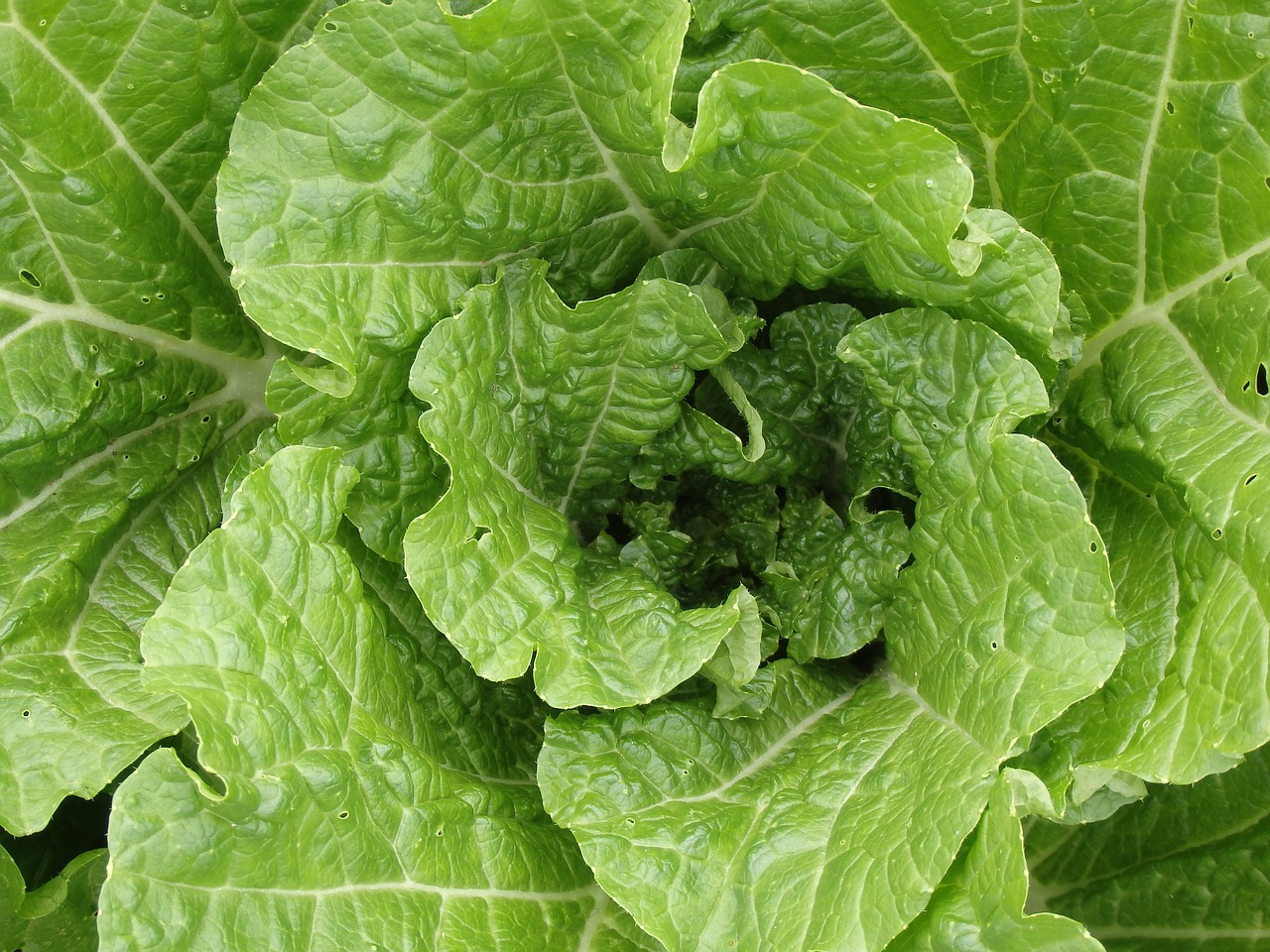 chinese cabbage young salad häuptel free photo