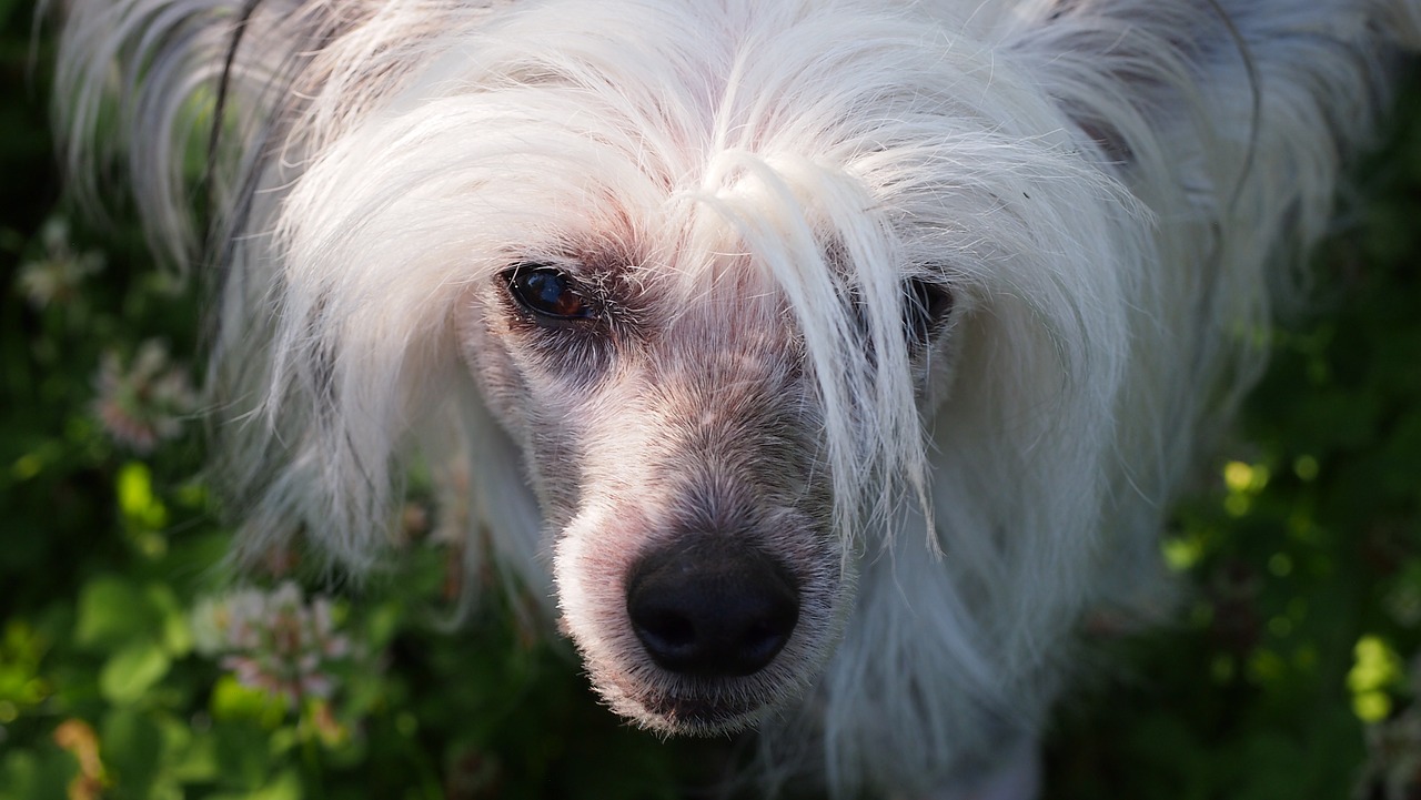 chinese crested dog dog animal free photo