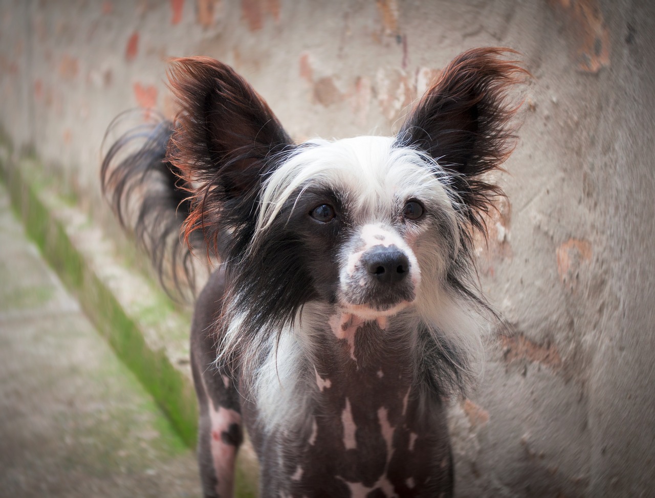 chinese crested puppy  chinese crested dog  puppy free photo