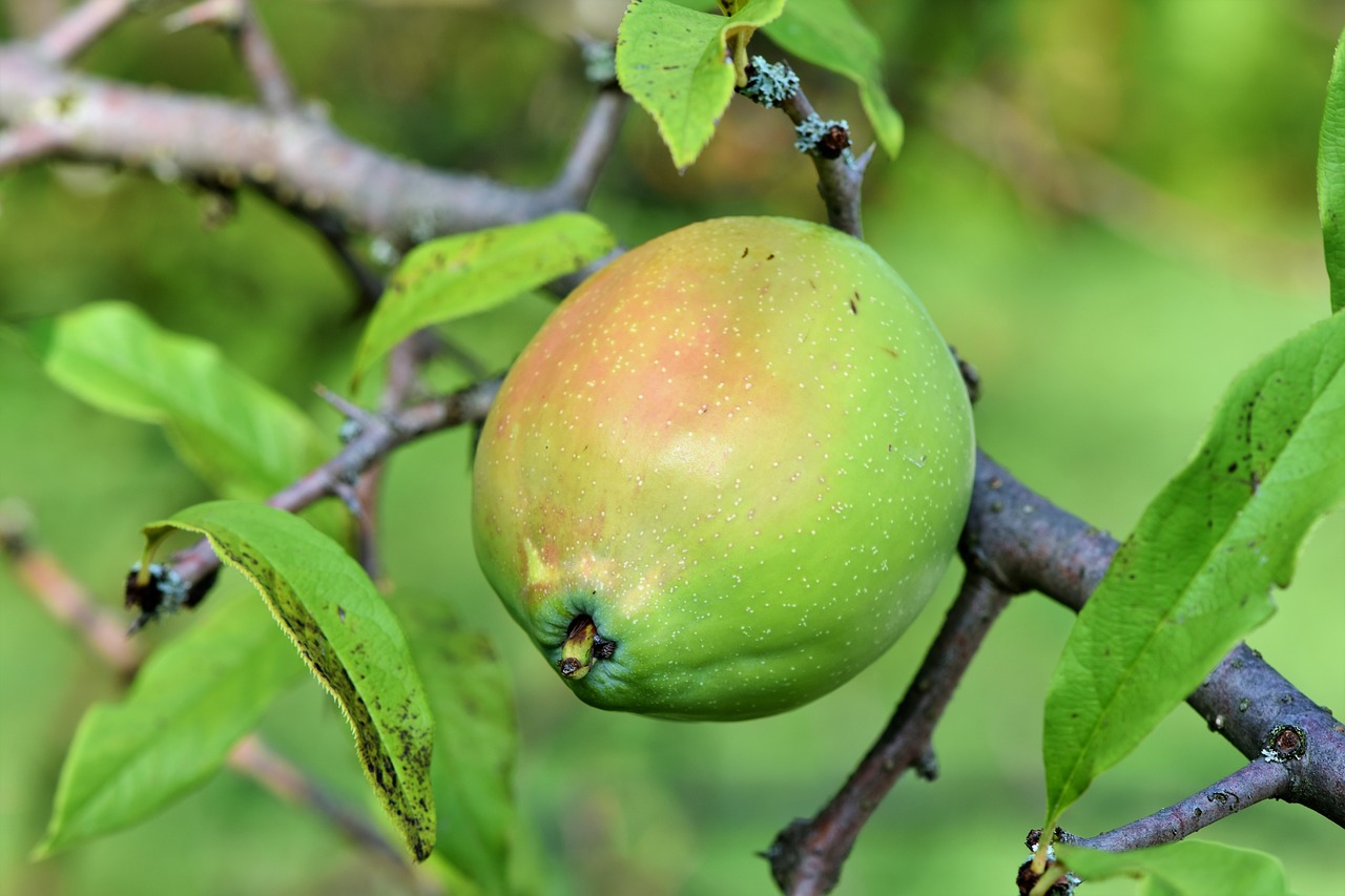 chinese flowering quince  quince  chaenomeles free photo