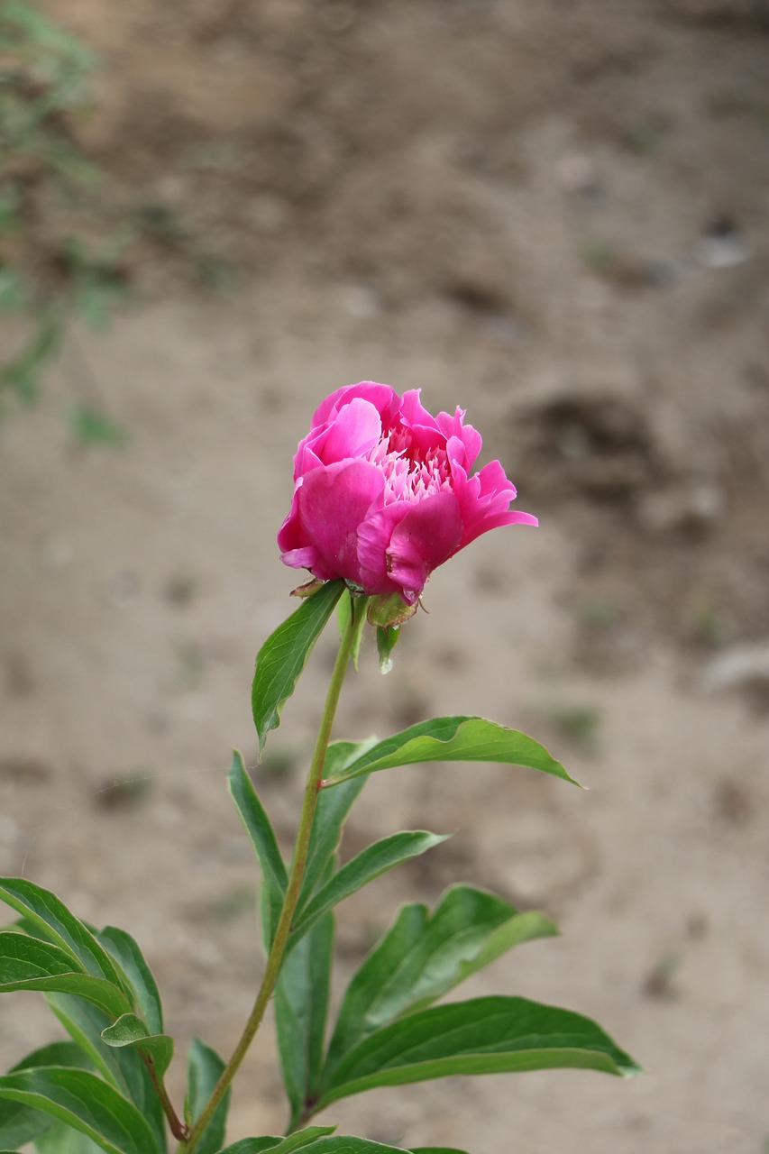 chinese herbaceous peony flower pink free photo