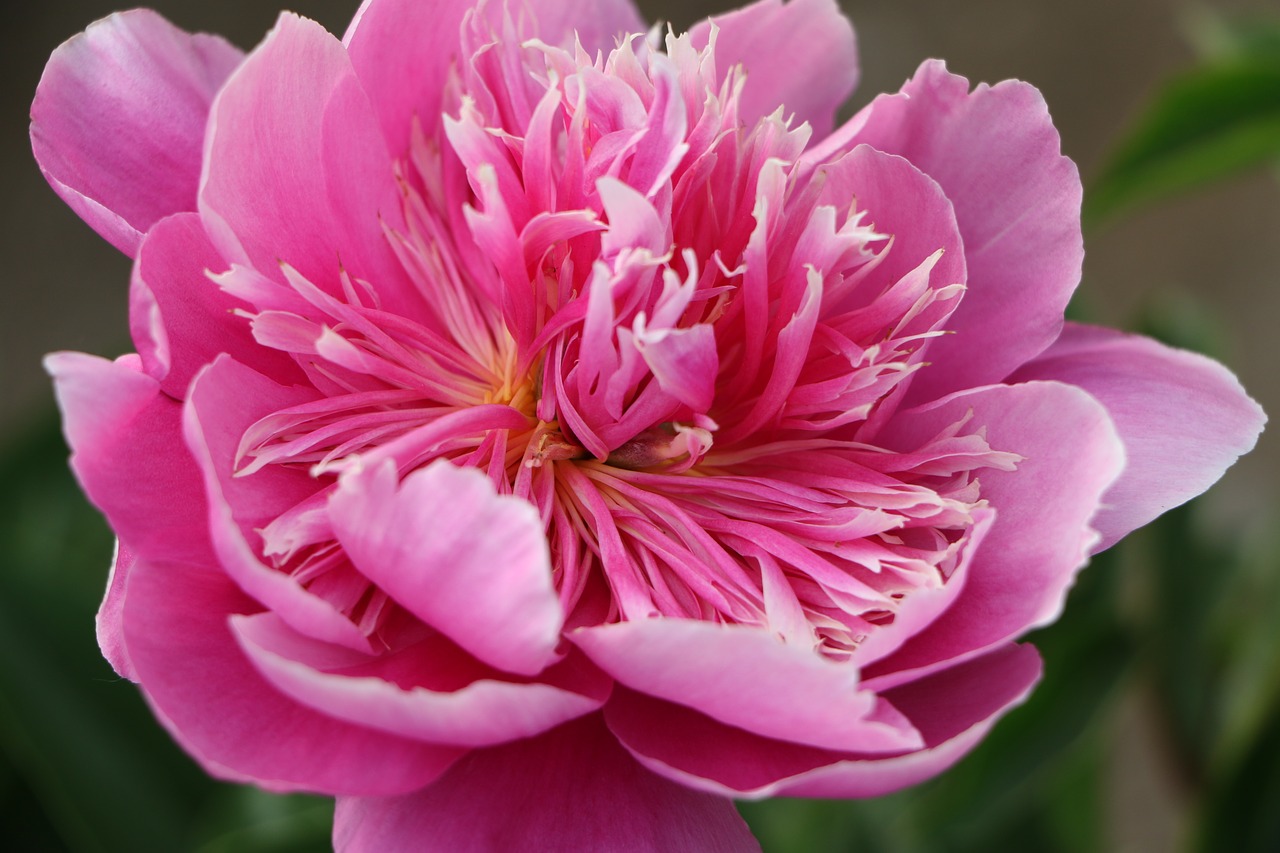 chinese herbaceous peony flower pink free photo
