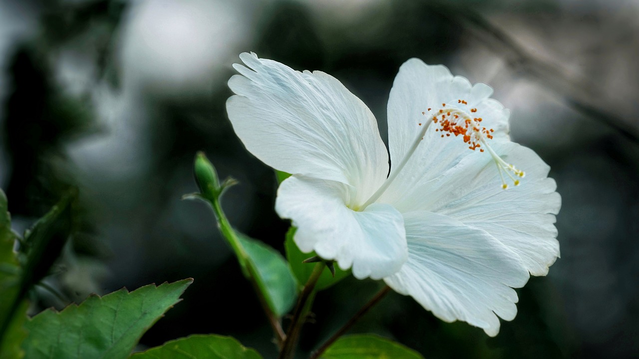 Белый цветок с красными тычинками