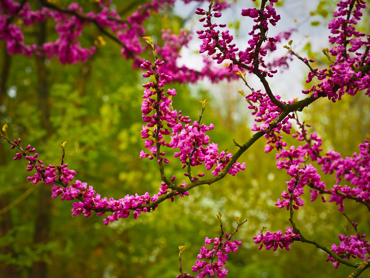 chinese judas tree tree flowers free photo