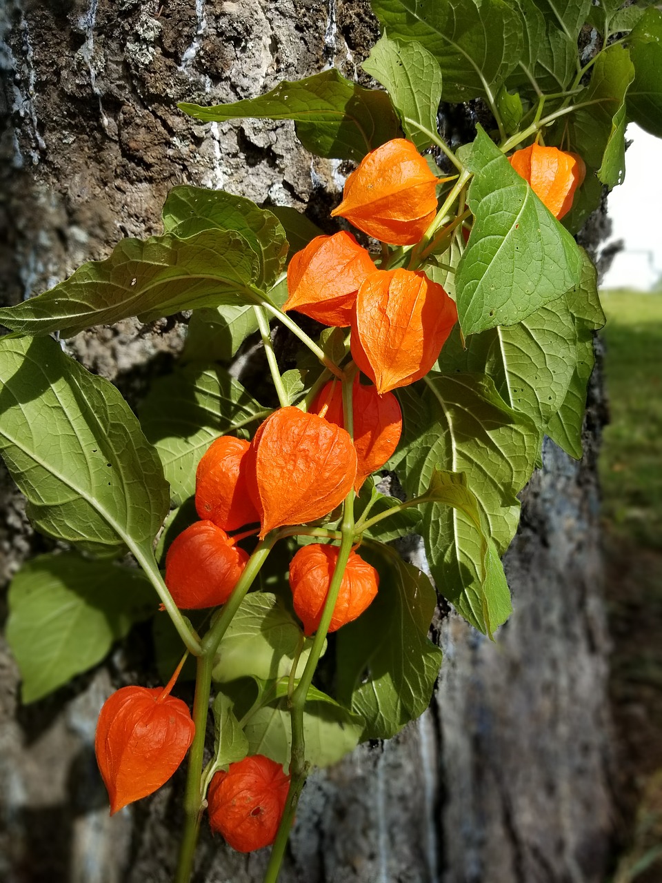 chinese lantern  flower  orange free photo