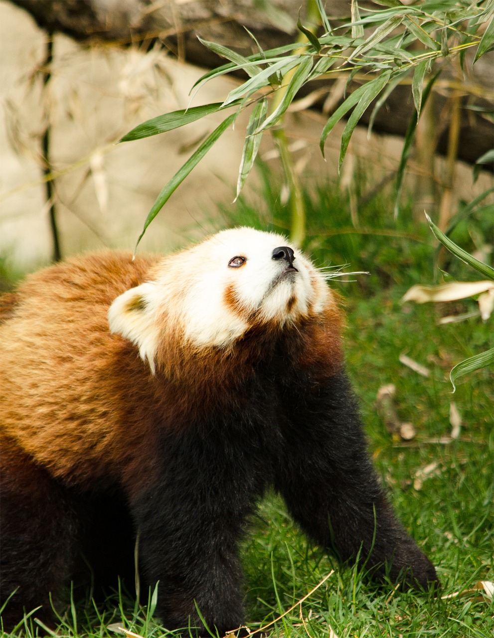 chinese panda zoo tiergarten free photo