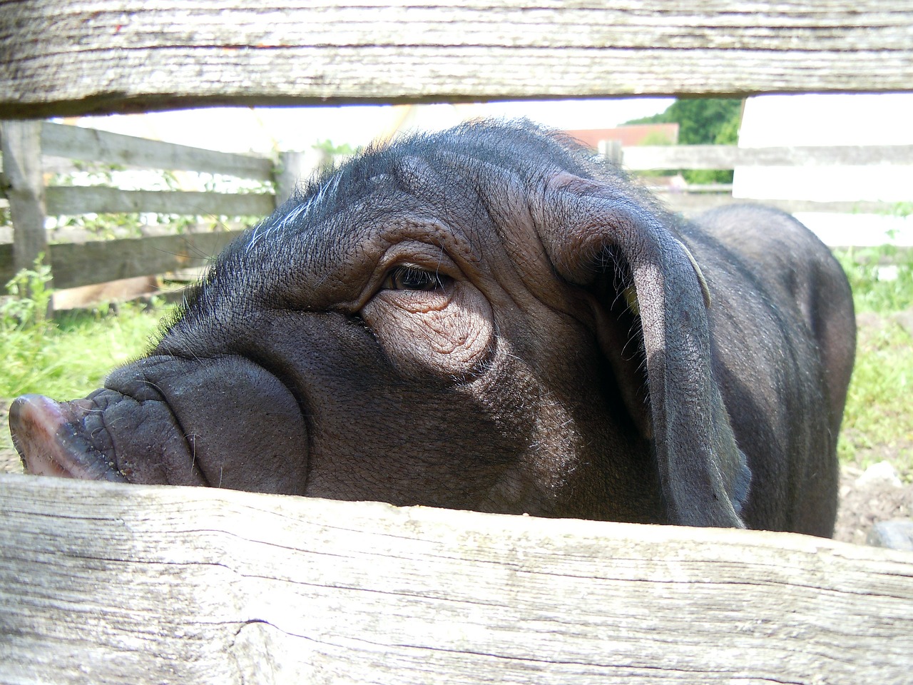 chinese pig mask close livestock free photo