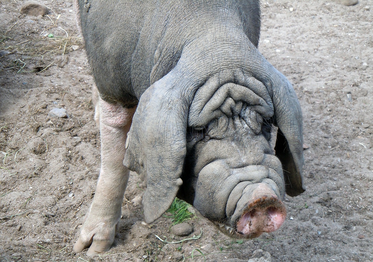 chinese pig mask pig livestock free photo