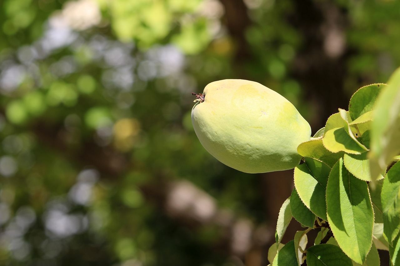 chinese quince  fruit  wood free photo