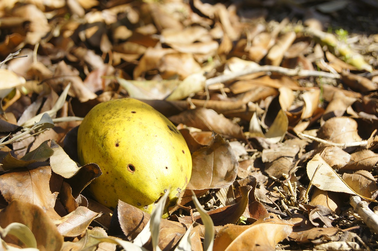 chinese quince leaves autumn free photo