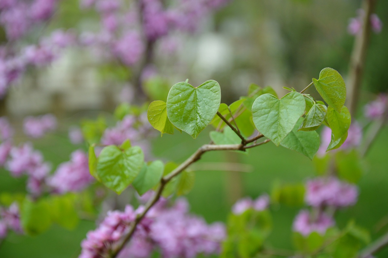 chinese redbuds judas tree flowers free photo