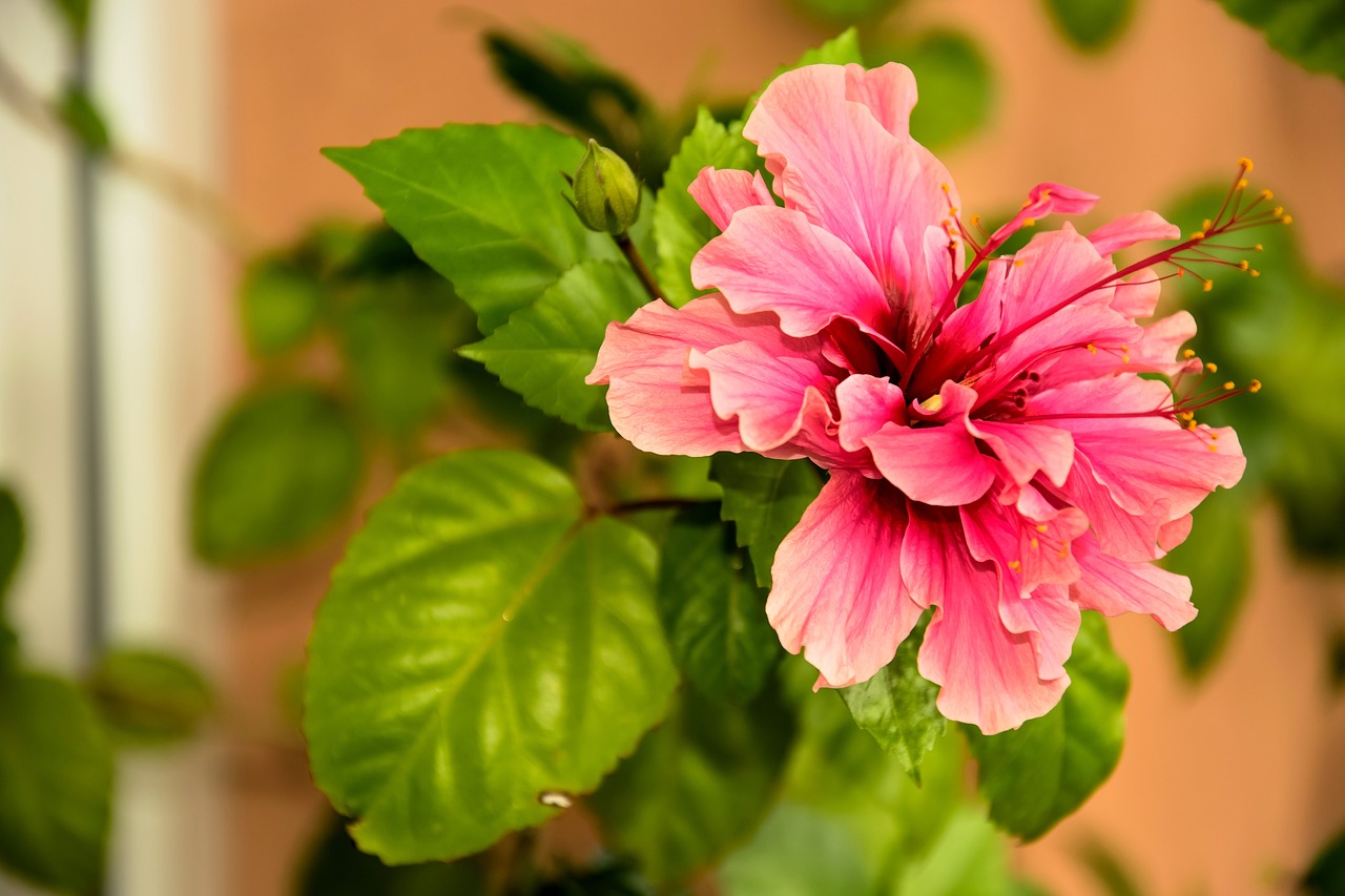 chinese rose flower pink free photo