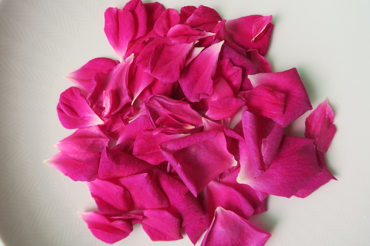 chinese rose rose petal free photo