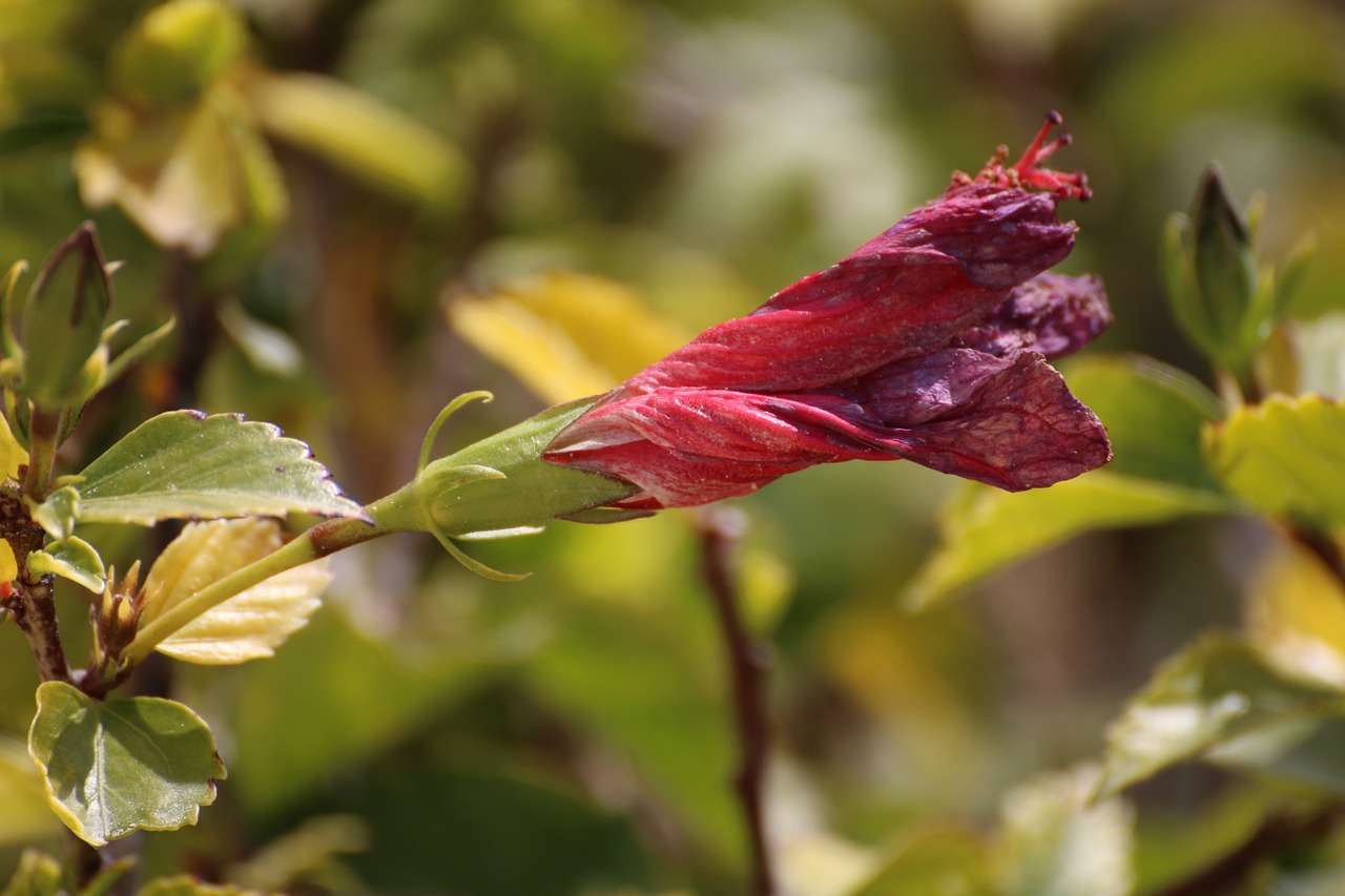 chinese rose flower flowers free photo