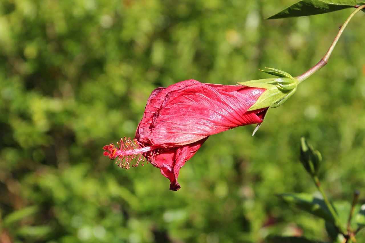 chinese rose eibisch hibiscus pink free photo