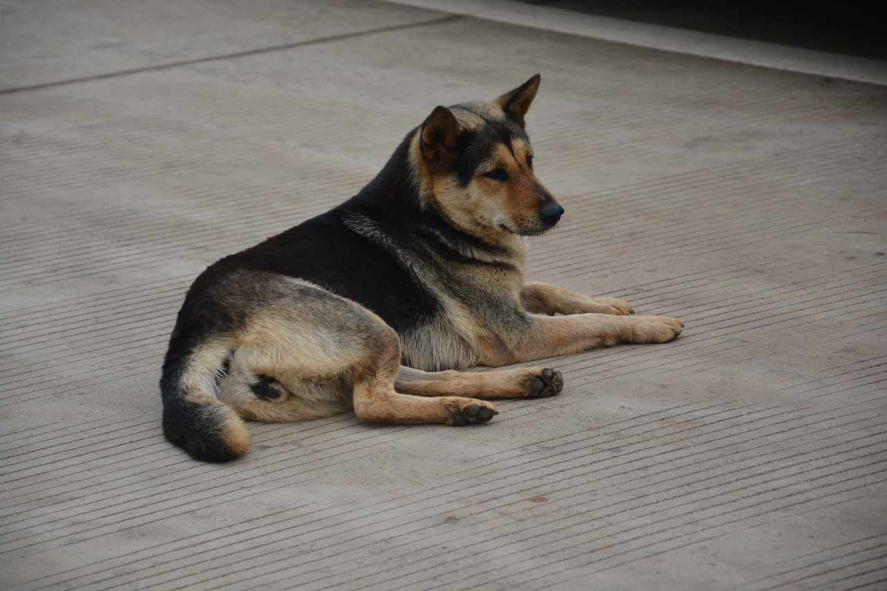 chinese rural dogs moe dog free photo