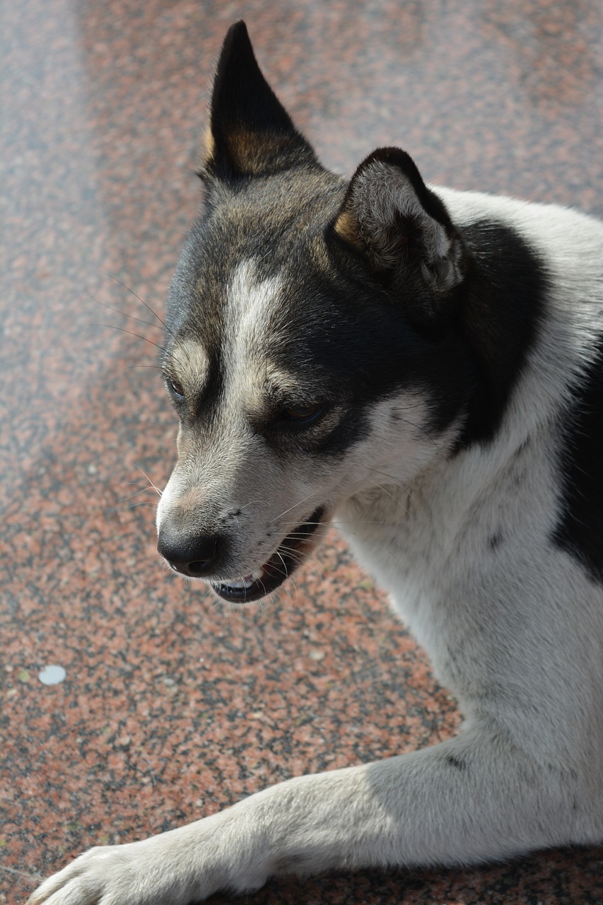 chinese rural dogs dog huagou free photo