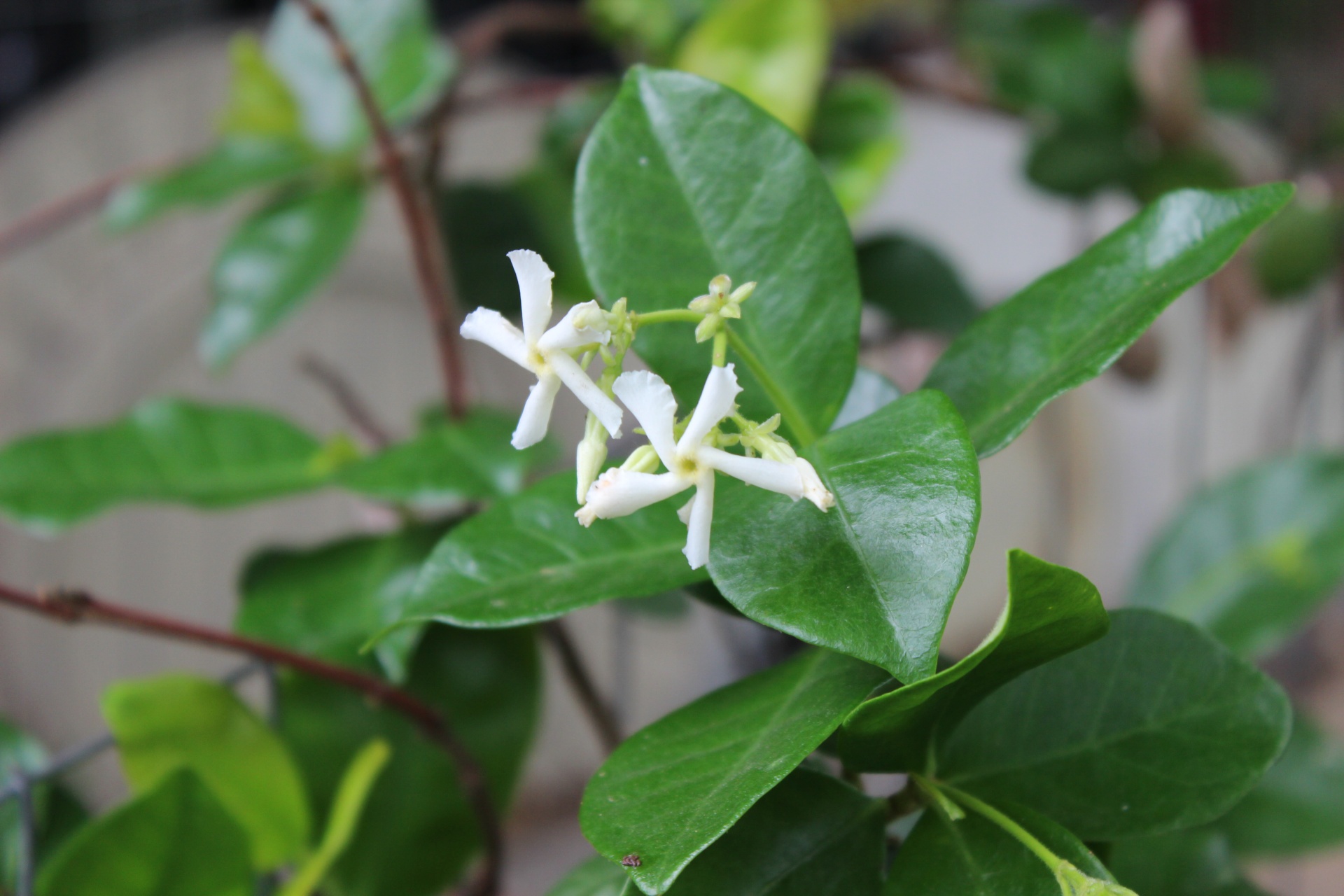 trachelospermum jasminoides star jasmine jasmine free photo