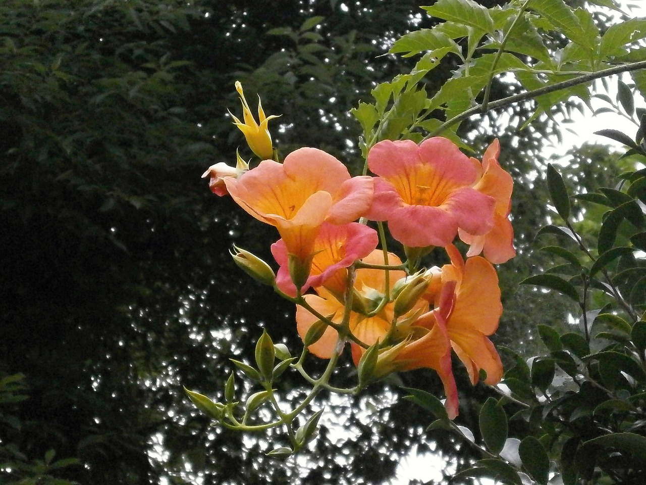 chinese trumpet vine bignoniaceae orange blossom free photo