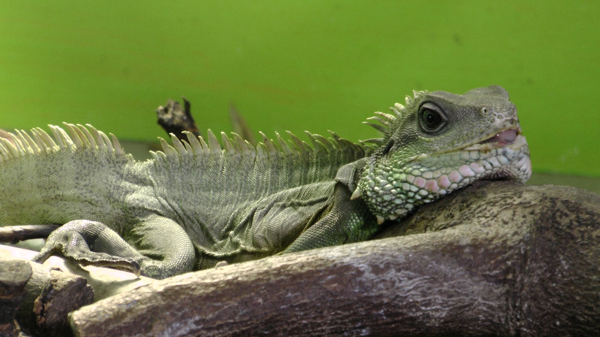 chinese water dragon free photo