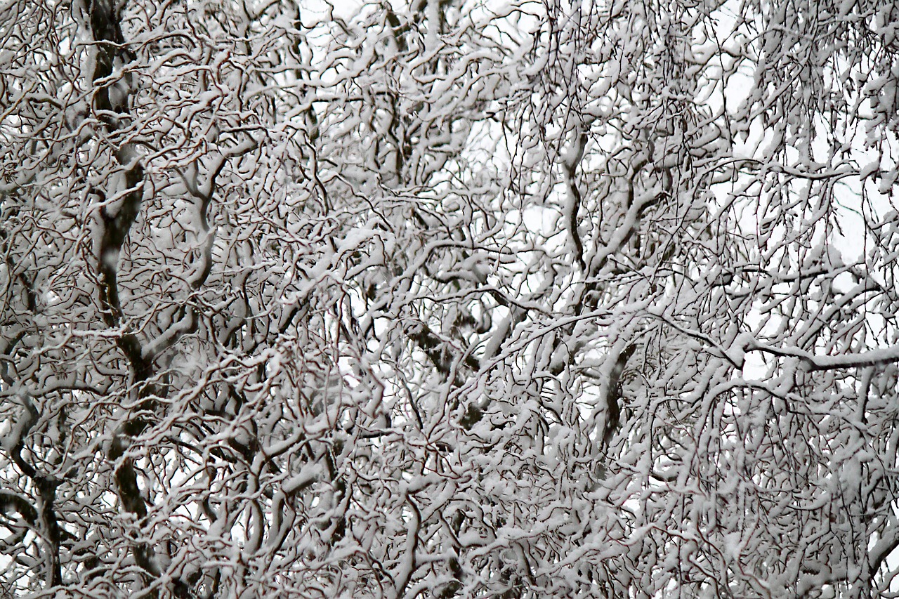 chinese willow snow branches free photo