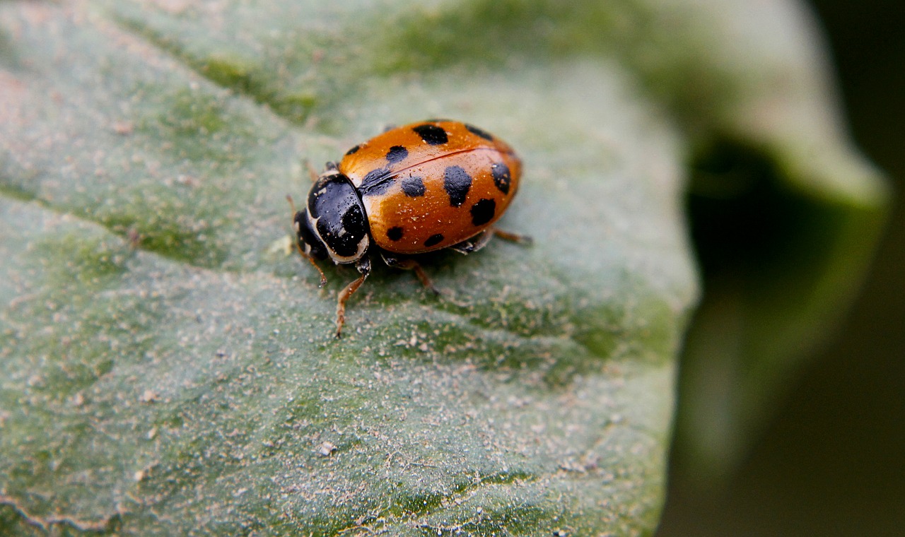 chinita field insect free photo