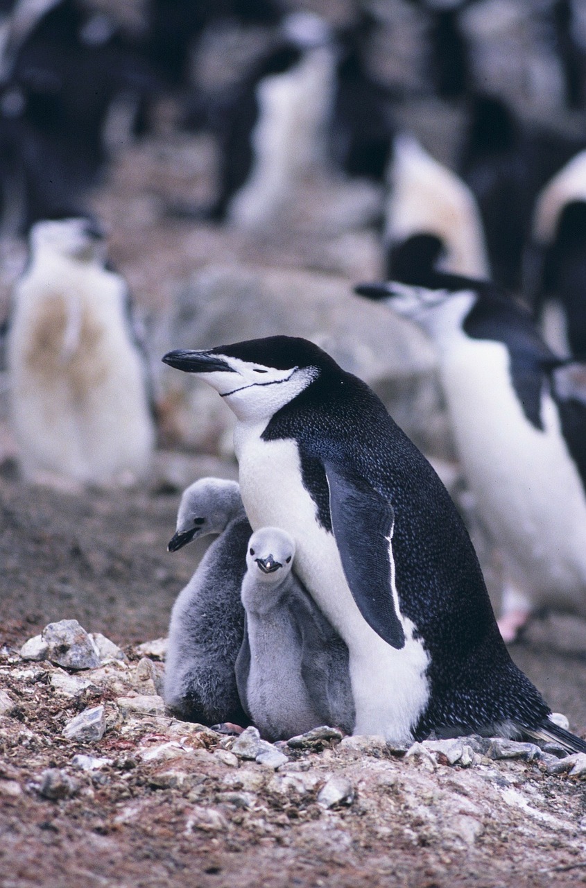 chinstrap penguin penguins mother free photo