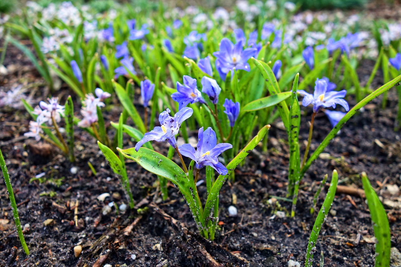 chionodoxa forbesii glory-of-the-snow flower free photo