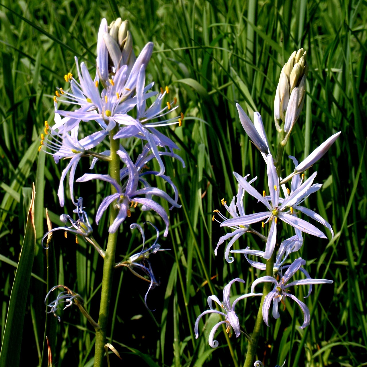 chionodoxa luciliae pointed flower blossom free photo