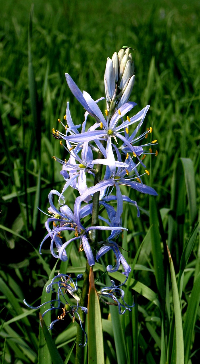 chionodoxa luciliae pointed flower blossom free photo