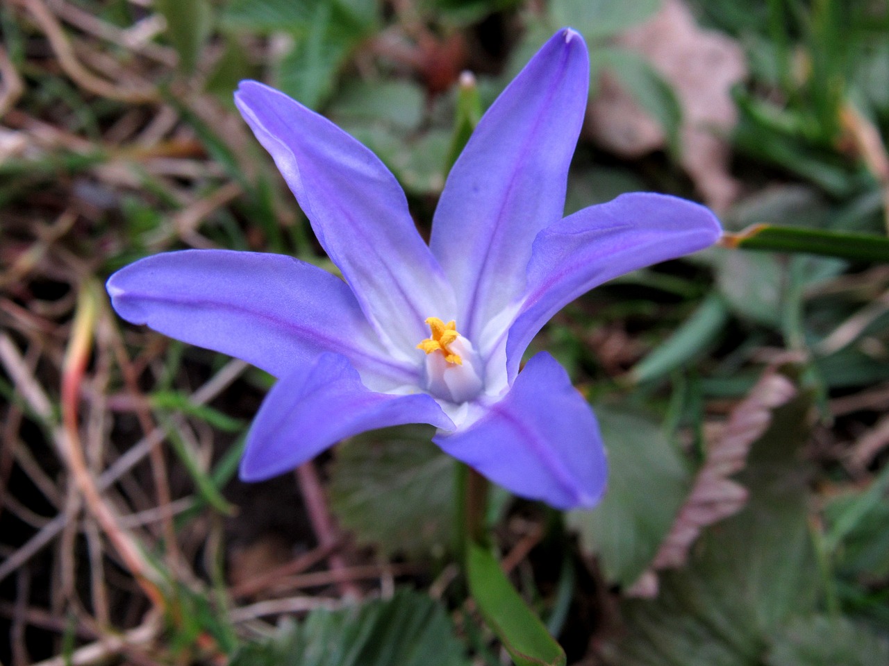chionodoxa luciliae blue star spring free photo