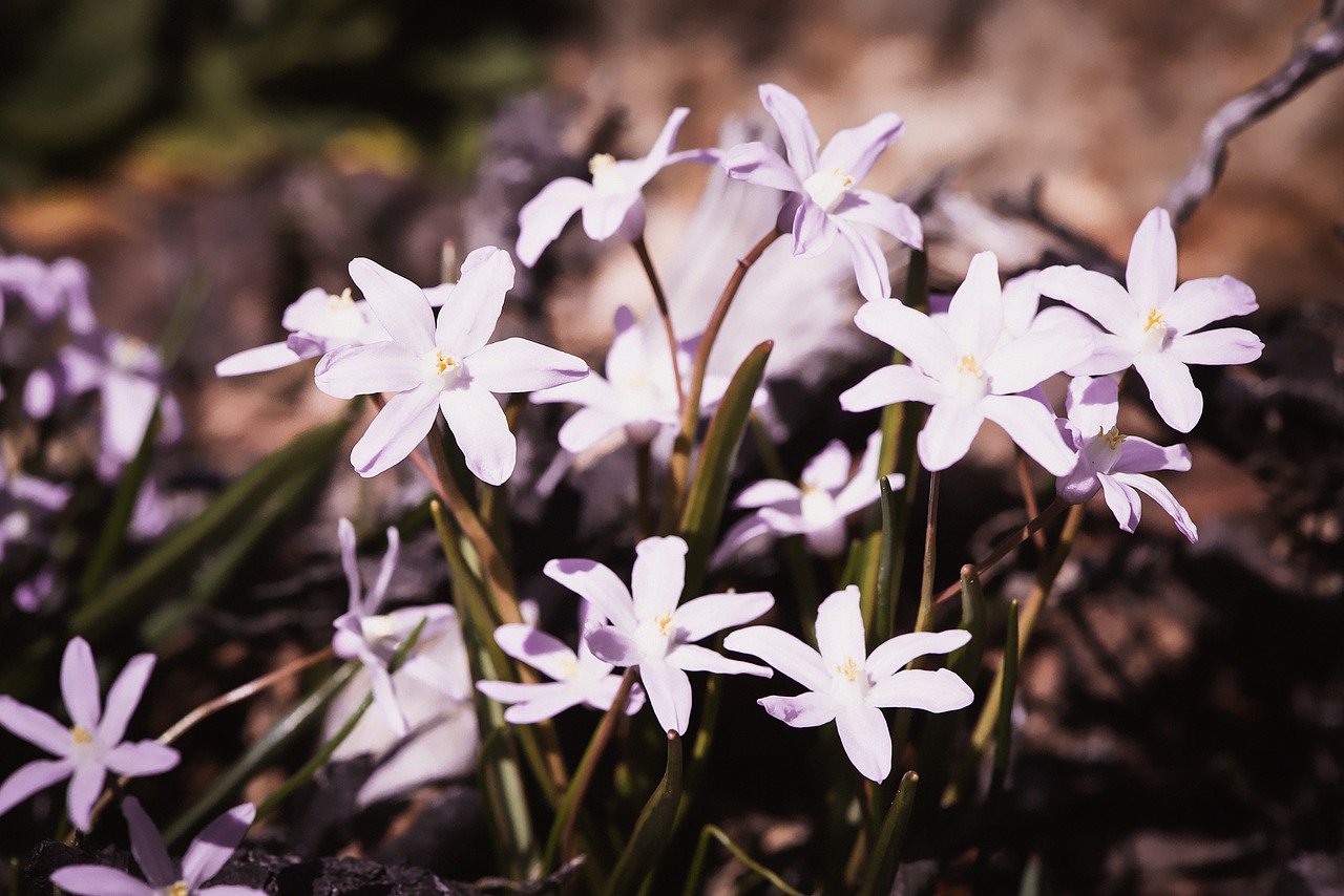 chionodoxa luciliae white white star hyacinths free photo