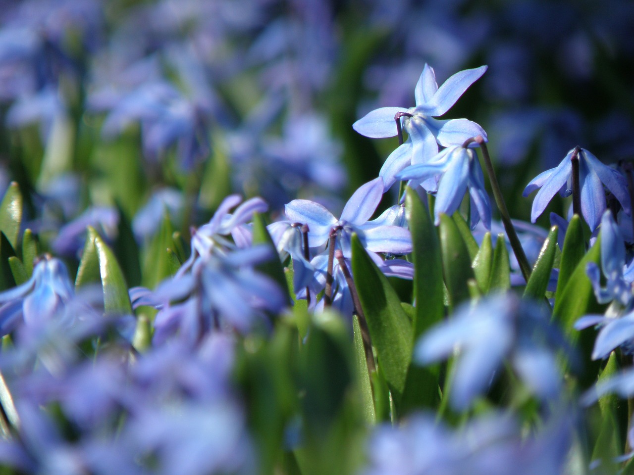 chionodoxa two flowers flower free photo